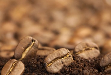 robusta